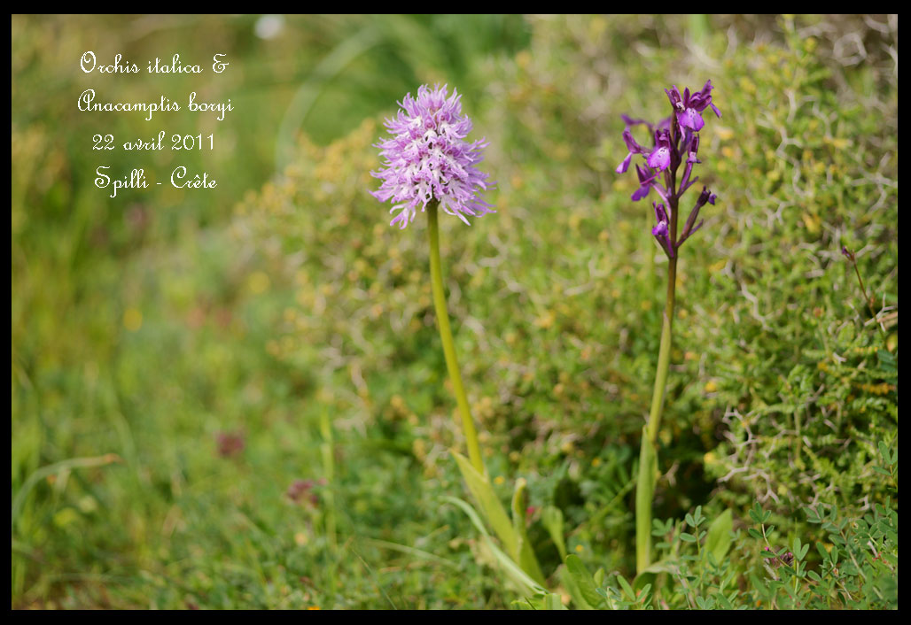 La Crête fin avril Orchis-italica-&-Anacamptis-boryi