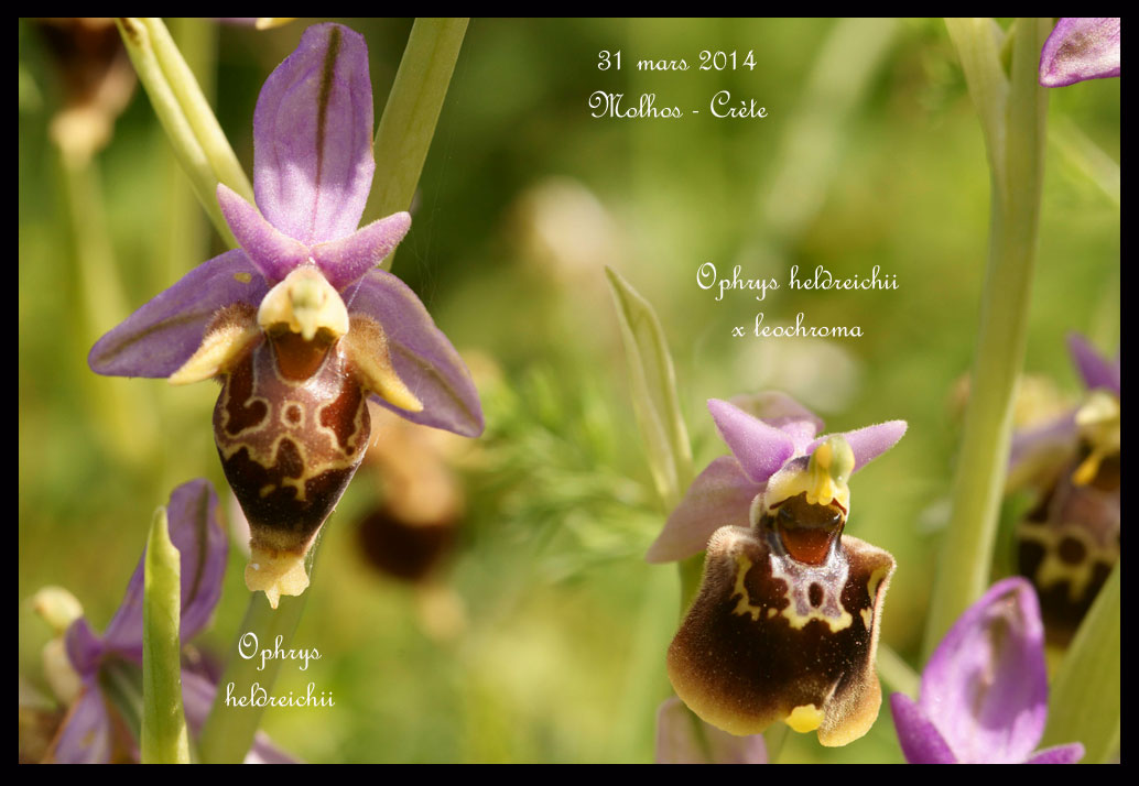 C.R. du voyage en Crète. - Page 3 Ophrys-heldreichii-&-heldreichii-x-leochroma