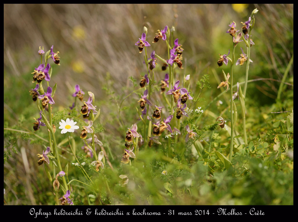C.R. du voyage en Crète. - Page 3 Ophrys-heldreichii-&-heldreichii-x-leochroma2