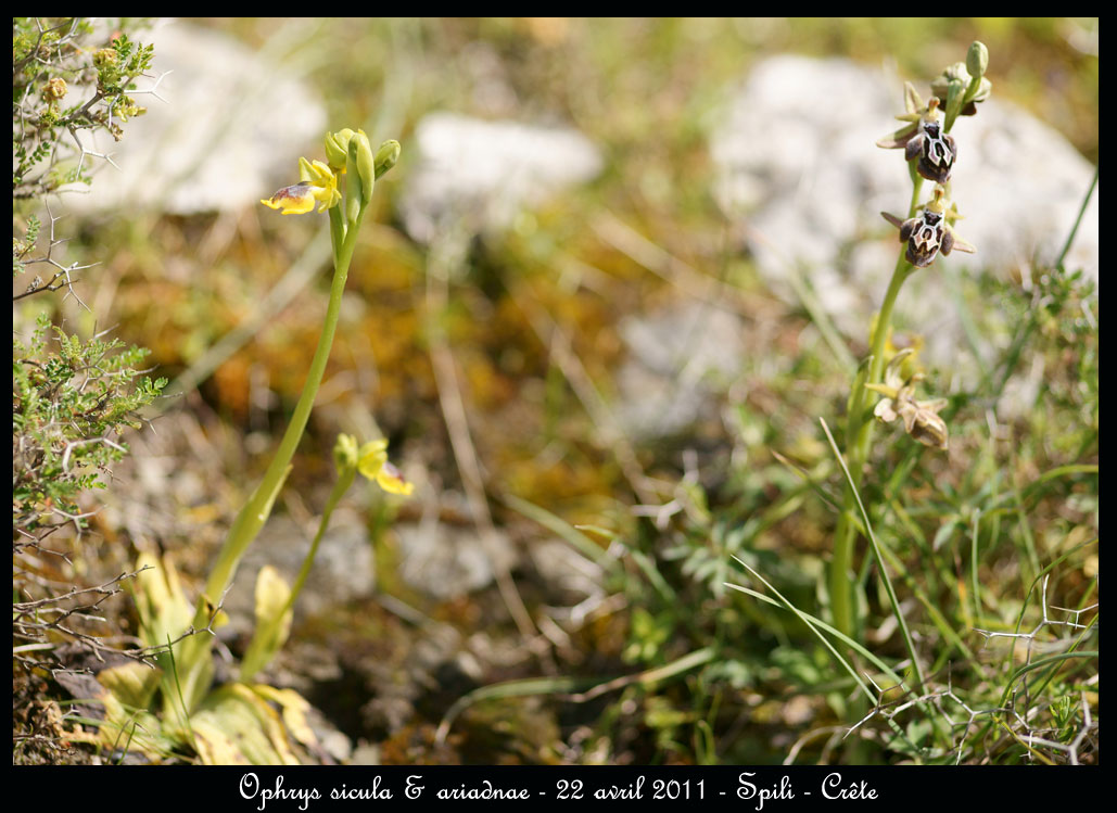 La Crête fin avril - Page 2 Ophrys-sicula-&-ariadnae