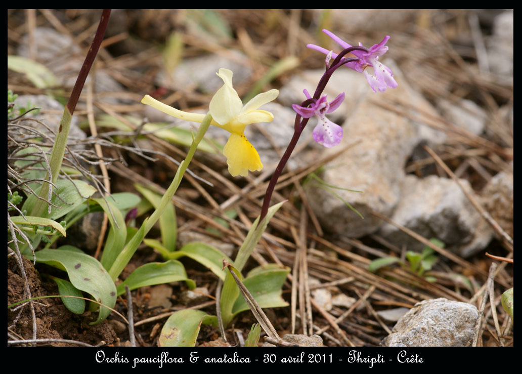 La Crête fin avril Orchis-paucif-&-anat