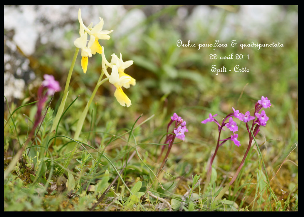 La Crête fin avril Orchis-paucif-&-quadrip