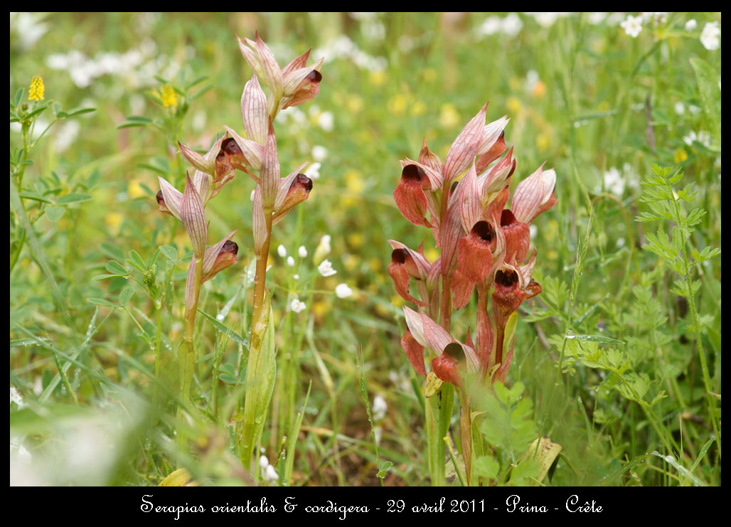 La Crête fin avril Serapias-orientalis-&-cordigera