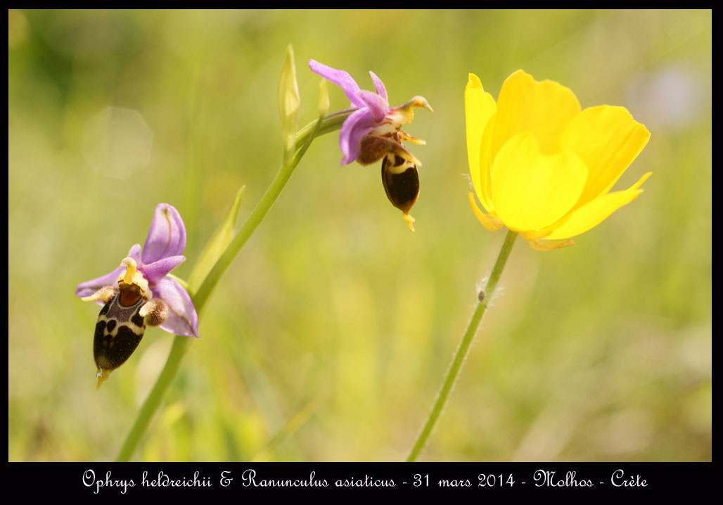 C.R. du voyage en Crète. - Page 3 Ophrys-heldreichii-&-Ranunculus-asiaticus
