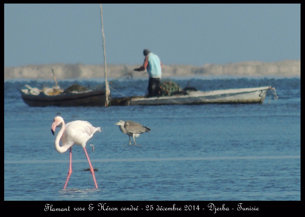 Fin d'année à Djerba Flamant-rose-&-heron-cendre