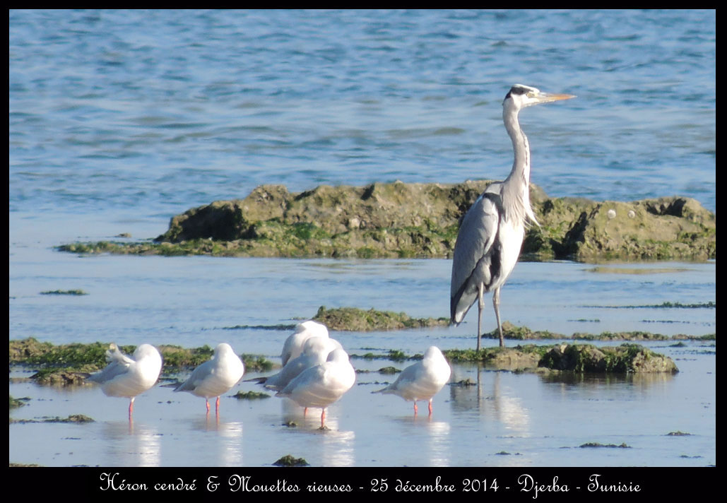 Fin d'année à Djerba Heron-cendre-&-Mouettes-rieuses