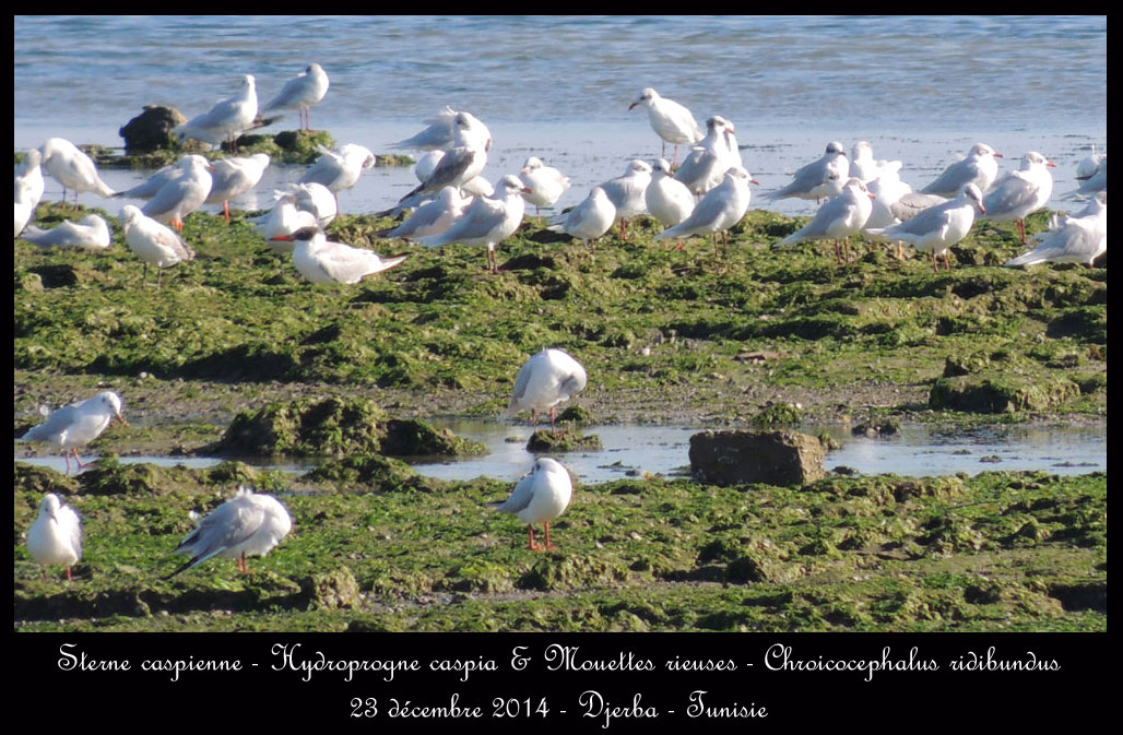 Fin d'année à Djerba Sterne-caspienne-&-mouettes-rieuses