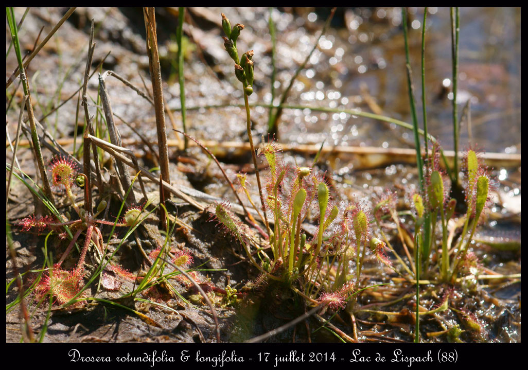 Alsace Lorraine en juillet Drosera-rotundifolia-&-longifolia