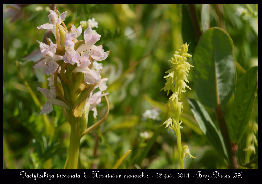 Une orchidée qui sent le miel. Dactylorhiza-incarnata-&-Herminium-monorchis