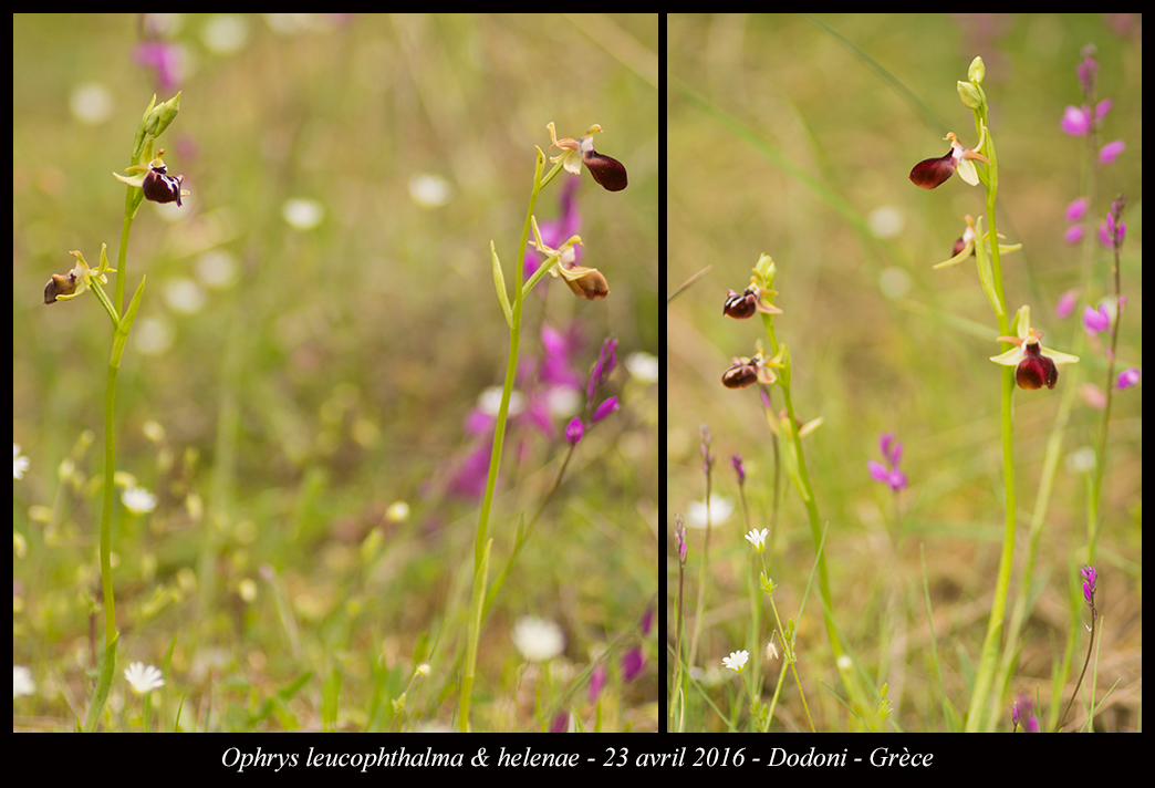 Orchidées de Grèce continentale Ophrys-leucophthalma-&-helenae