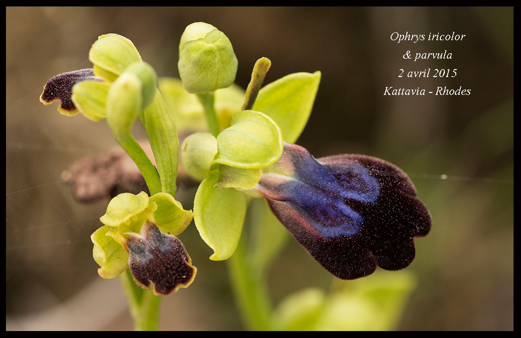 Récapitulatif orchidées de Rhodes Ophrys-iricolor-&-parvula