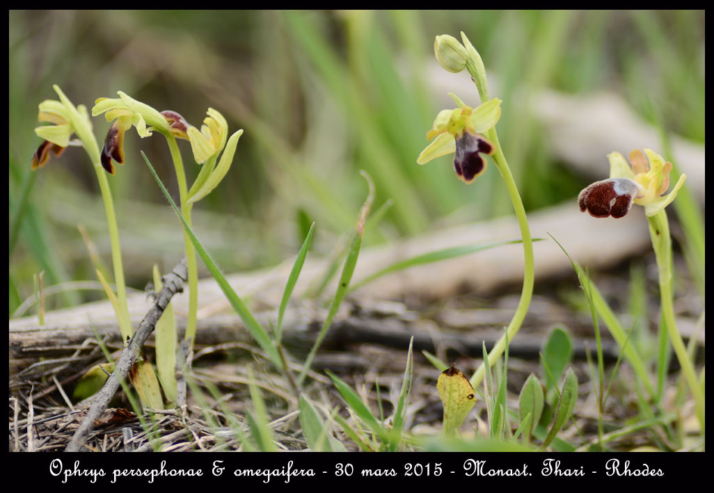 Récapitulatif orchidées de Rhodes Ophrys-persephonae-&-omegaifera