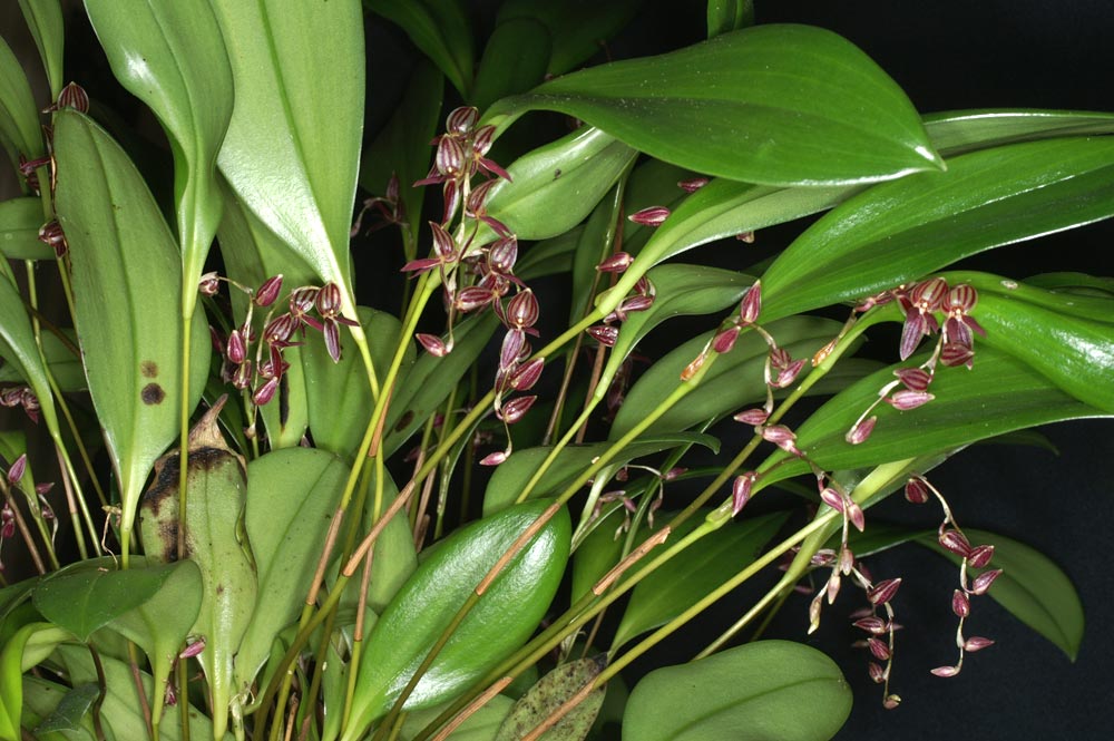 http://www.orchid-nord.com/Pleurothallis/Pleurothallis_lindenii/Pleurothallis-lindenii4.jpg