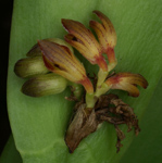 Acianthera sicaria