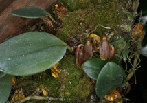 Bulbophyllum dayanum