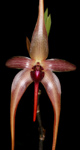 Bulbophyllum echinolabium