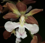 Calanthe discolor