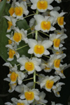 Dendrobium farmeri