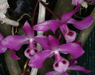 Dendrobium parishii