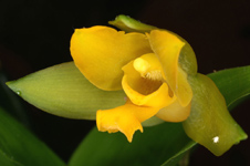 Lycaste aromatica