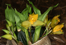 Lycaste bradeorum