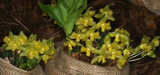 Lycaste campbellii