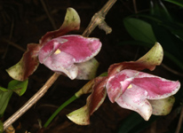 Lycaste candida