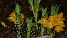 Lycaste consobrina