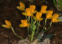 Lycaste crinita