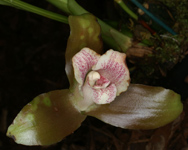 Lycaste macrophylla