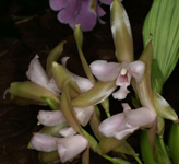 Lycaste tricolor