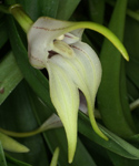 Masdevallia bonplandii