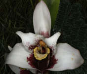 Maxillaria sanderiana