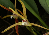 Maxillaria setigera