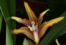 Maxillaria striata