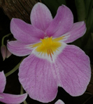 Miltoniopsis vexillaria