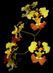 Oncidium guianense