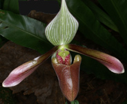 Paphiopedilum dayanum