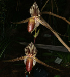 Paphiopedilum rothschildianum