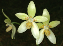 Phalaenopsis cochlearis