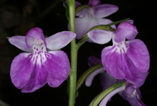 Ponerorchis graminifolia