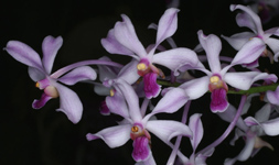 Vanda coerulescens