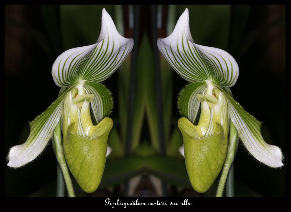 Paphiopedilum-curtisii-var-alba