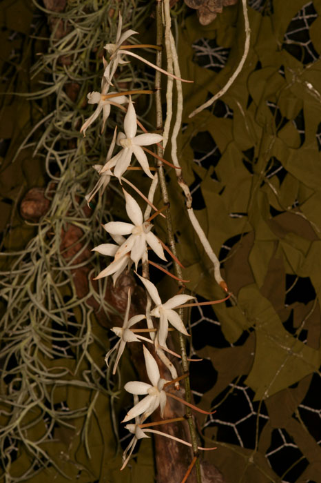Aerangis biloba Lillexpo 101011 (76)