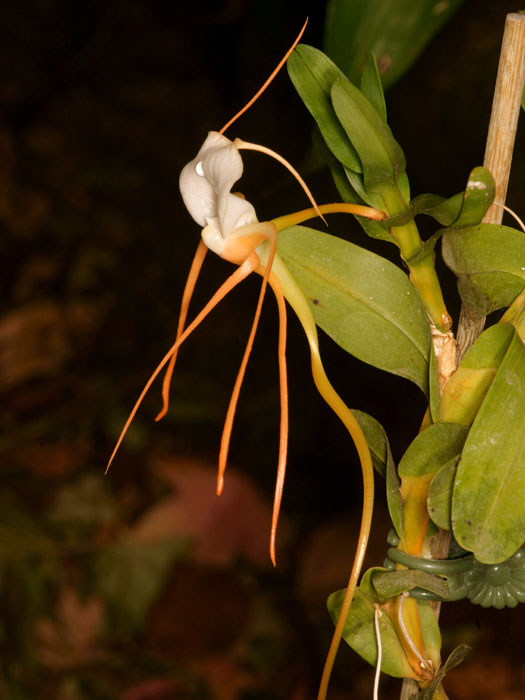 Angraecum germinyanum Lillexpo 101011 (106)