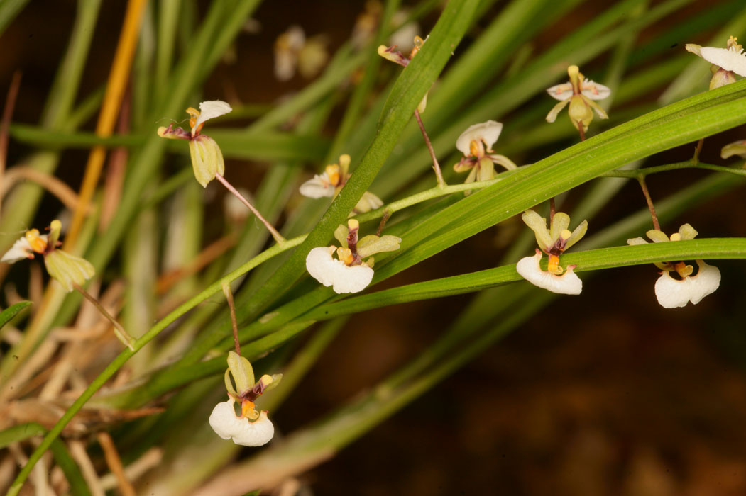 Sigmatostalix radicans Lillexpo 101011 (93)