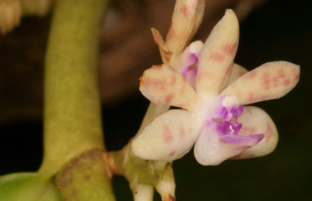 Trichoglottis cirrhifera Lillexpo 101011 (32)