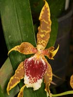 Odontoglossum andreettae Lillexpo 101011 (53)