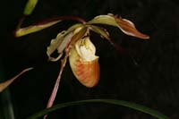 Phragmipedium christiansenianum Lillexpo 101011 (74)