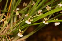 Sigmatostalix radicans Lillexpo 101011 (93)